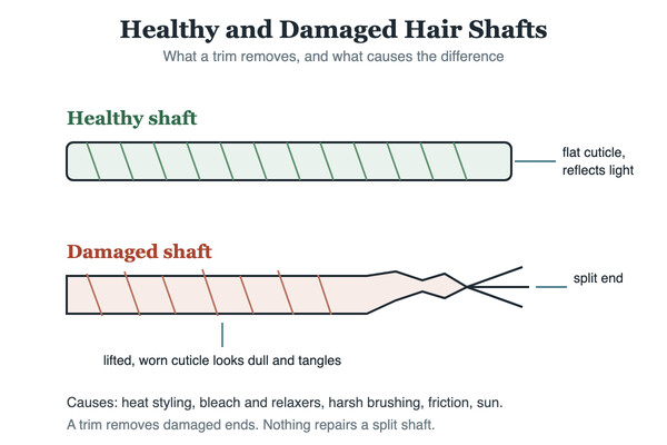 Illustration of a healthy hair shaft compared with a split and damaged hair shaft